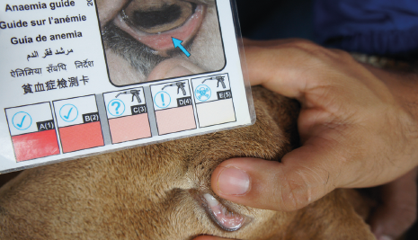 controle de parasitas gastrointestinais em ovinos