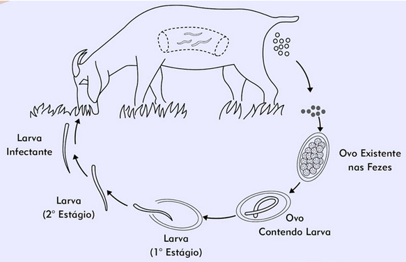 estratégias de desverminação seletiva em rebanhos ovinos