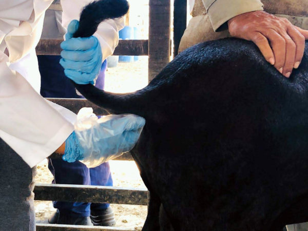 manejo integrado de vermes em ovinos