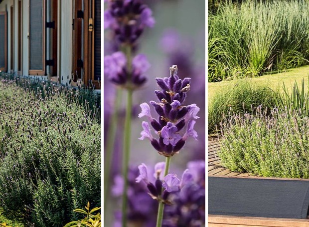 Combinações e Aplicações
2. Lavanda: A Cor da Serenidade e Elegância para seu Dia a Dia
3. Guia Completo: Como Combinar a Cor Lavanda na Moda e Decoração
4. A Psicologia da Cor Lavanda: Tranquilidade e Sofisticação
5. Tendências de Cores: Por que o Lavanda é a Escolha Perfeita para 2026