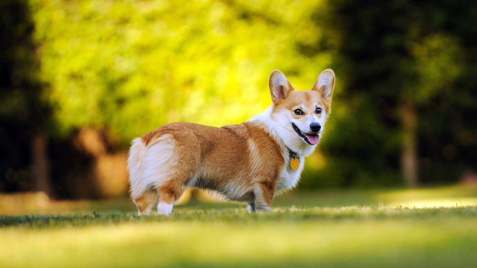 corgi cachorro