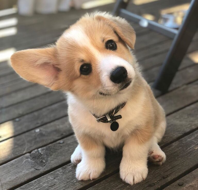 corgi com cauda