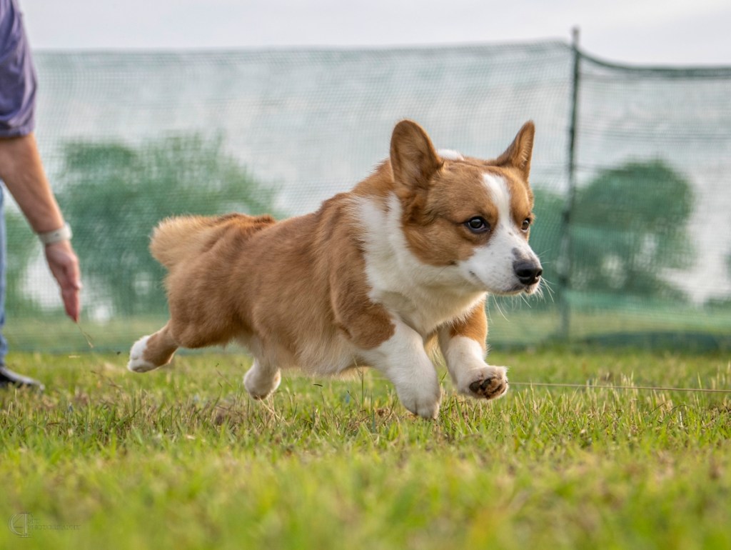 corgi inteligente