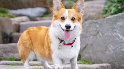 corgi apto para apartamento