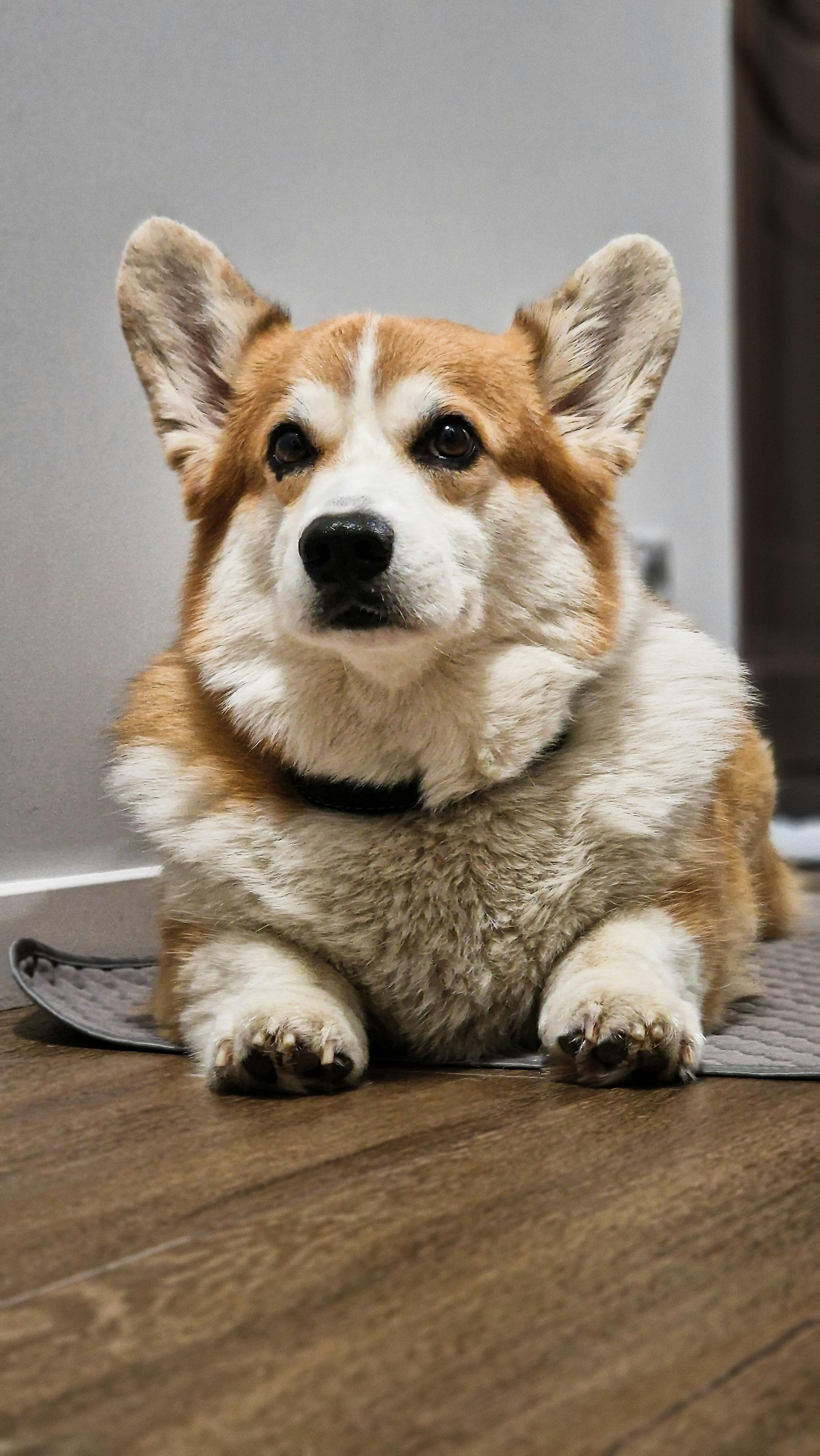 saúde do corgi