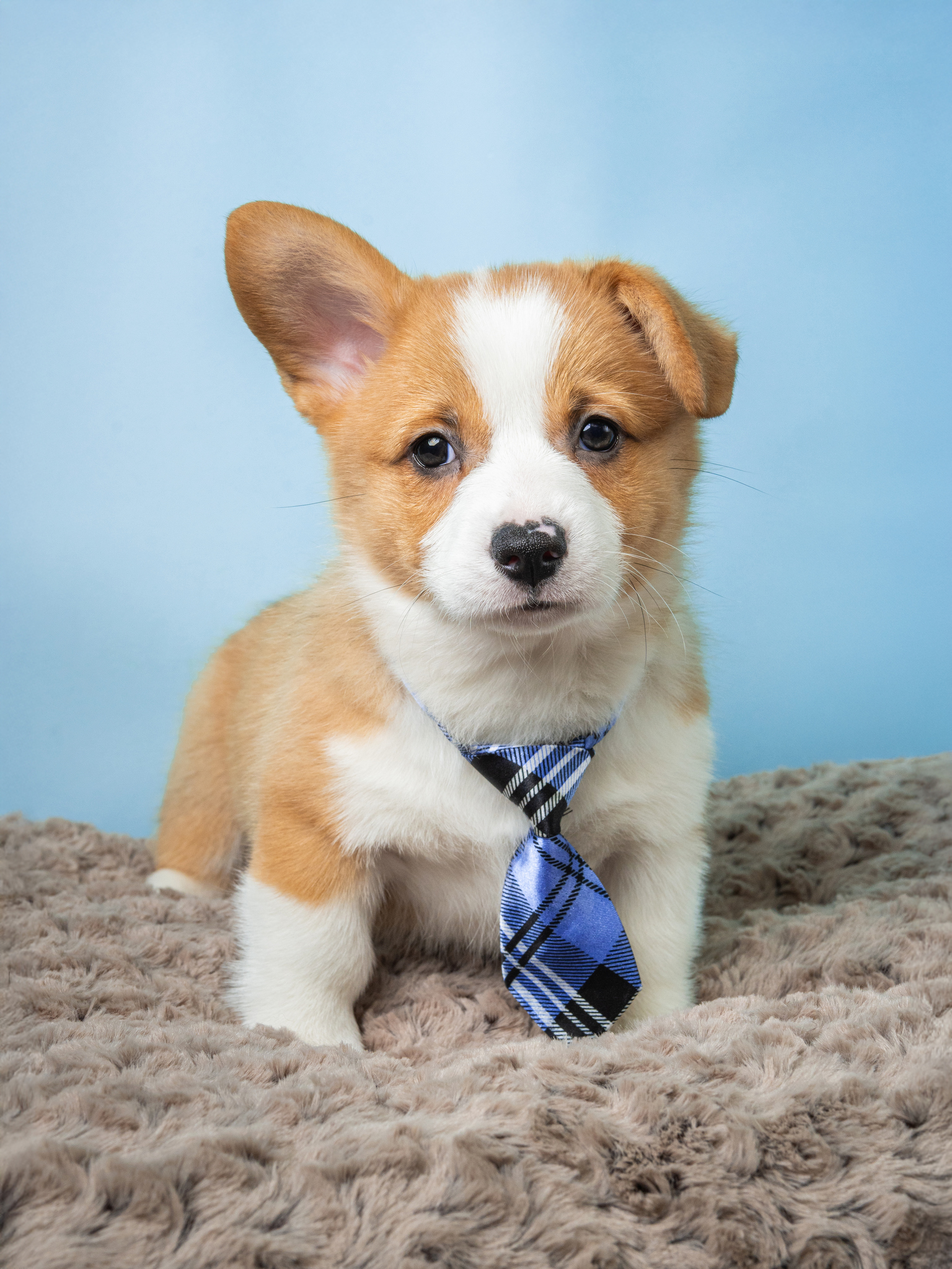 corgi cachorro
