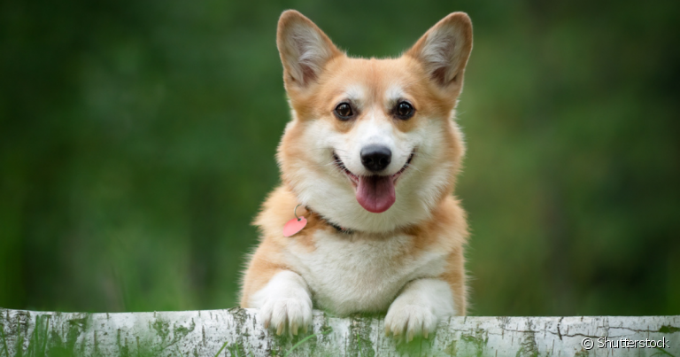 corgi com cauda