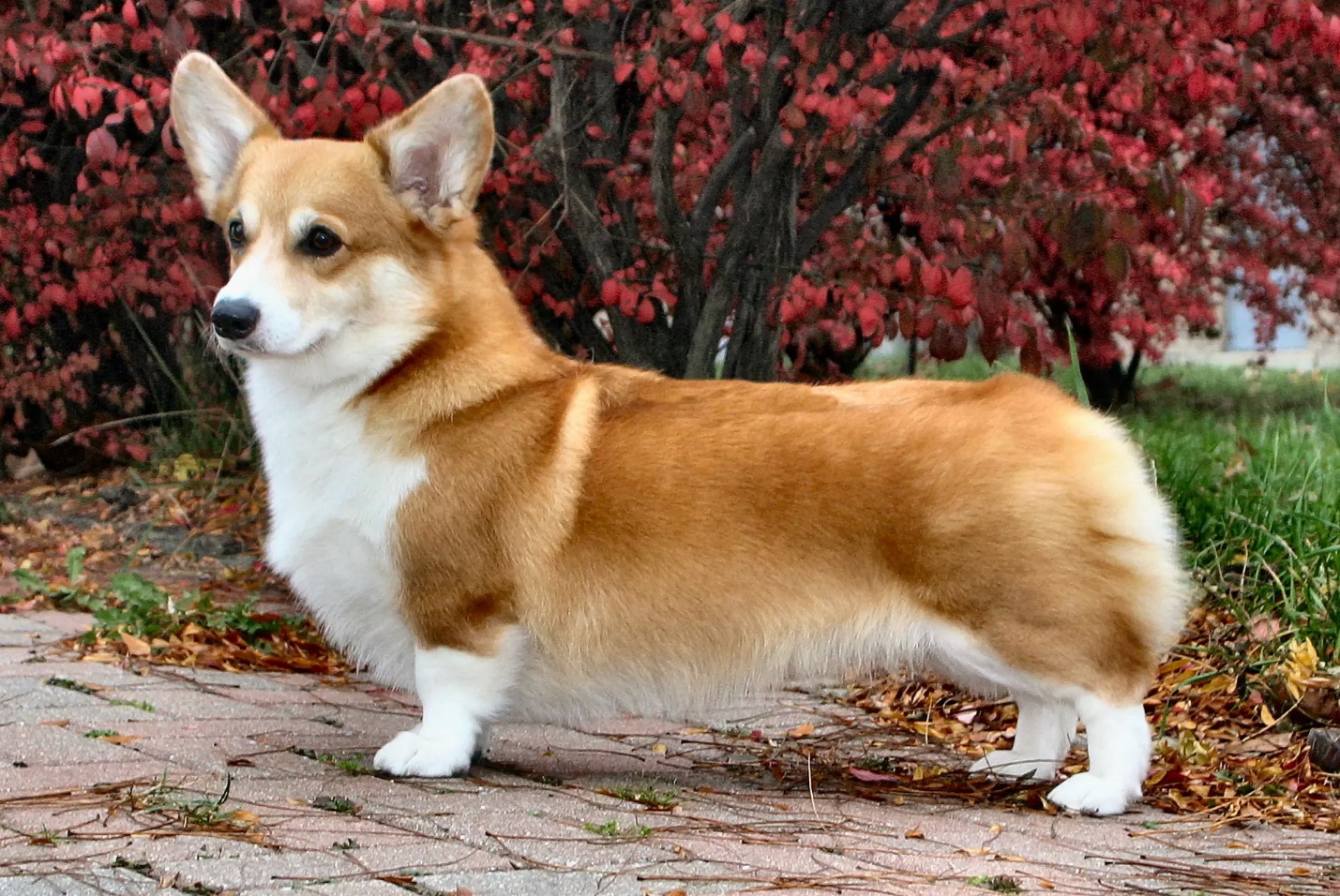 corgi apto para apartamento