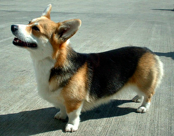 corgi de orelha redonda