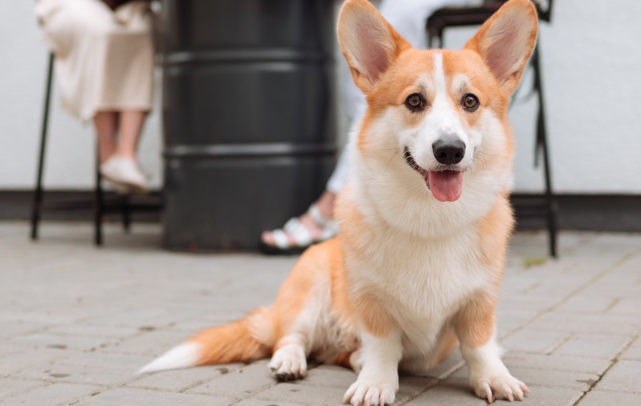 corgi apto para apartamento