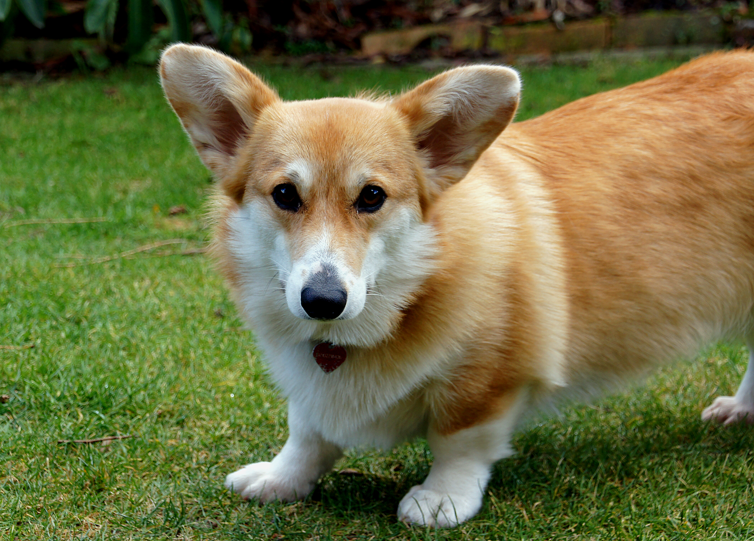 preço corgi filhote