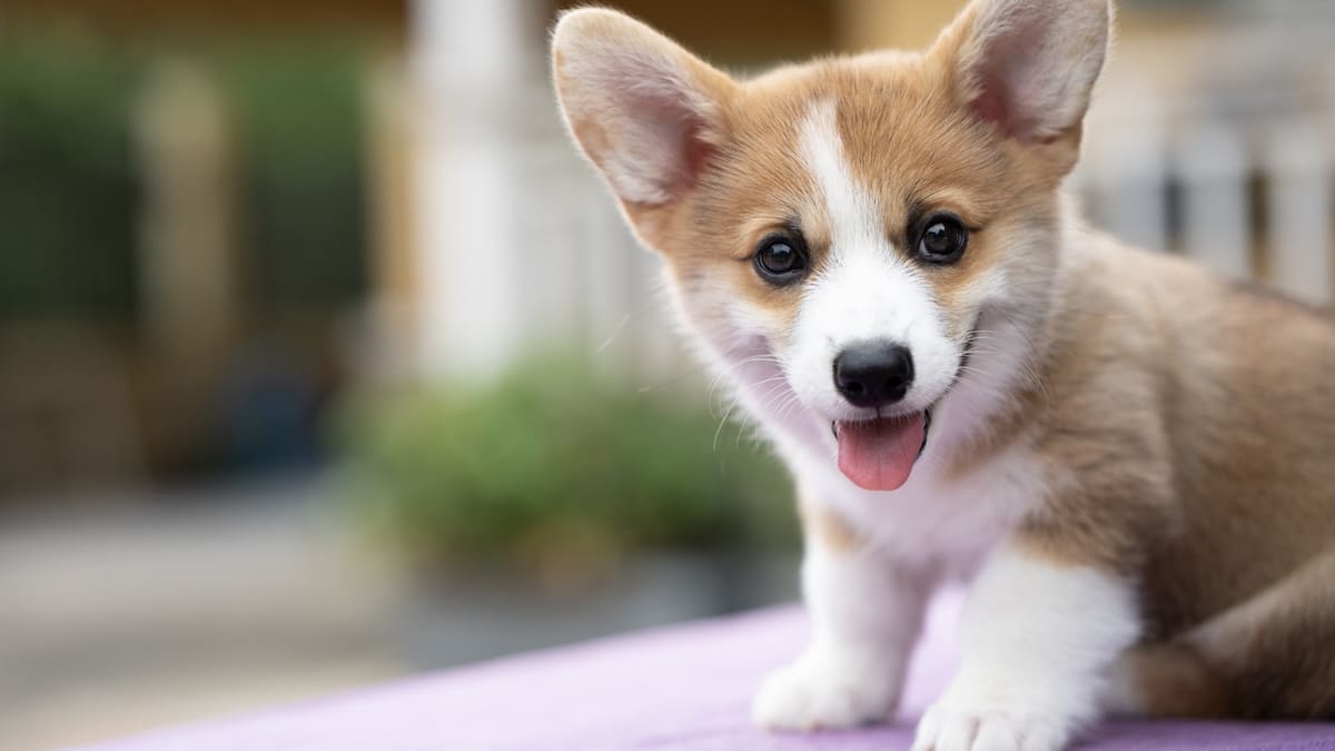 corgi cachorro