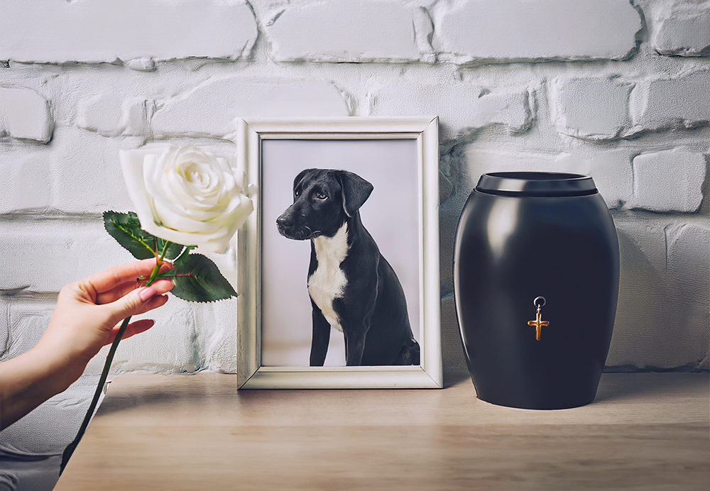 cremação de pet