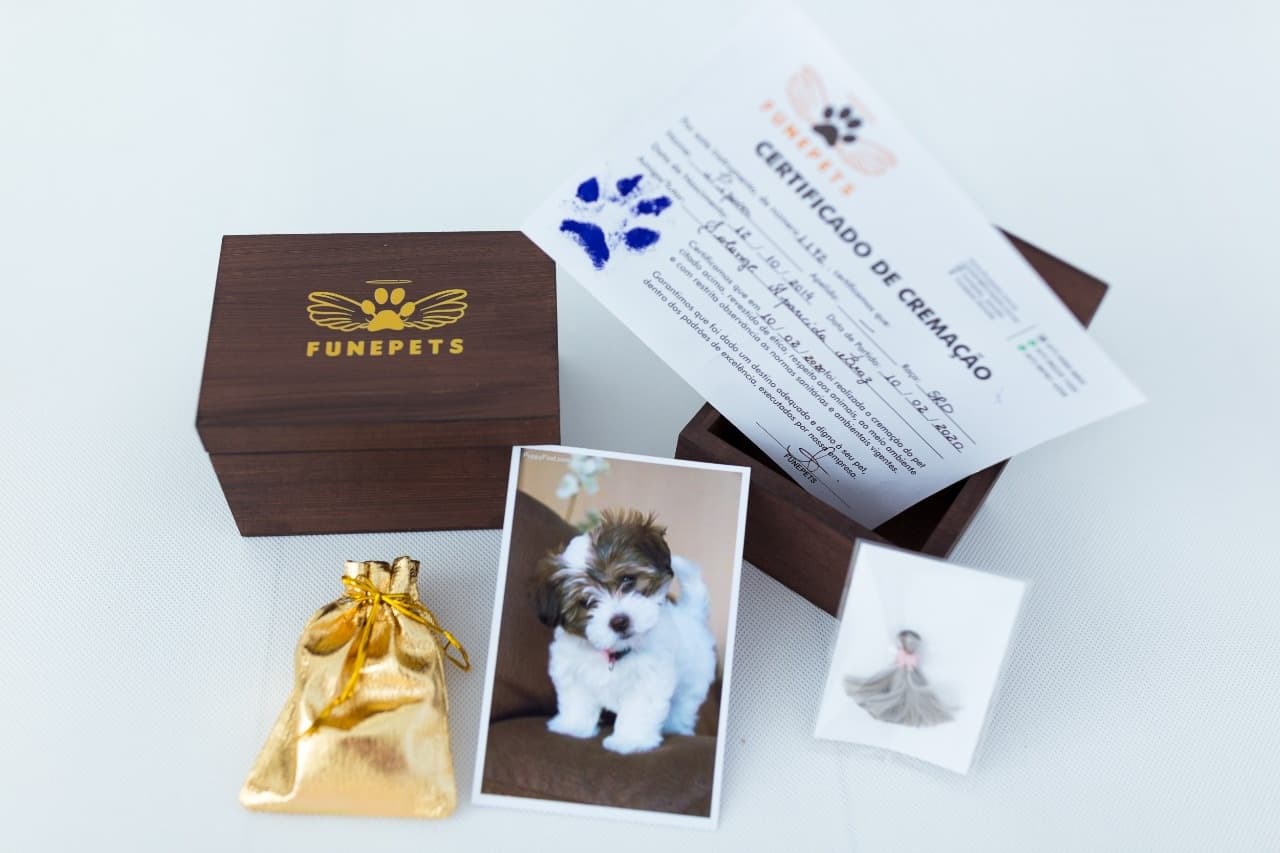 Cremação de pets: Entenda os benefícios ambientais