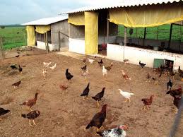criação de galinhas caipiras