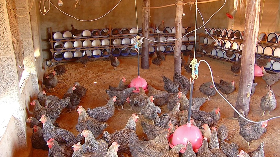 custo criação galinha caipira