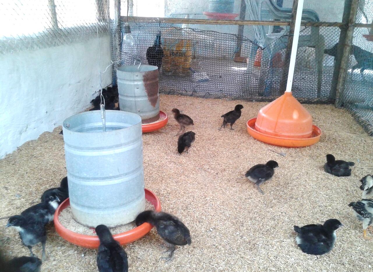 investimento galinha caipira