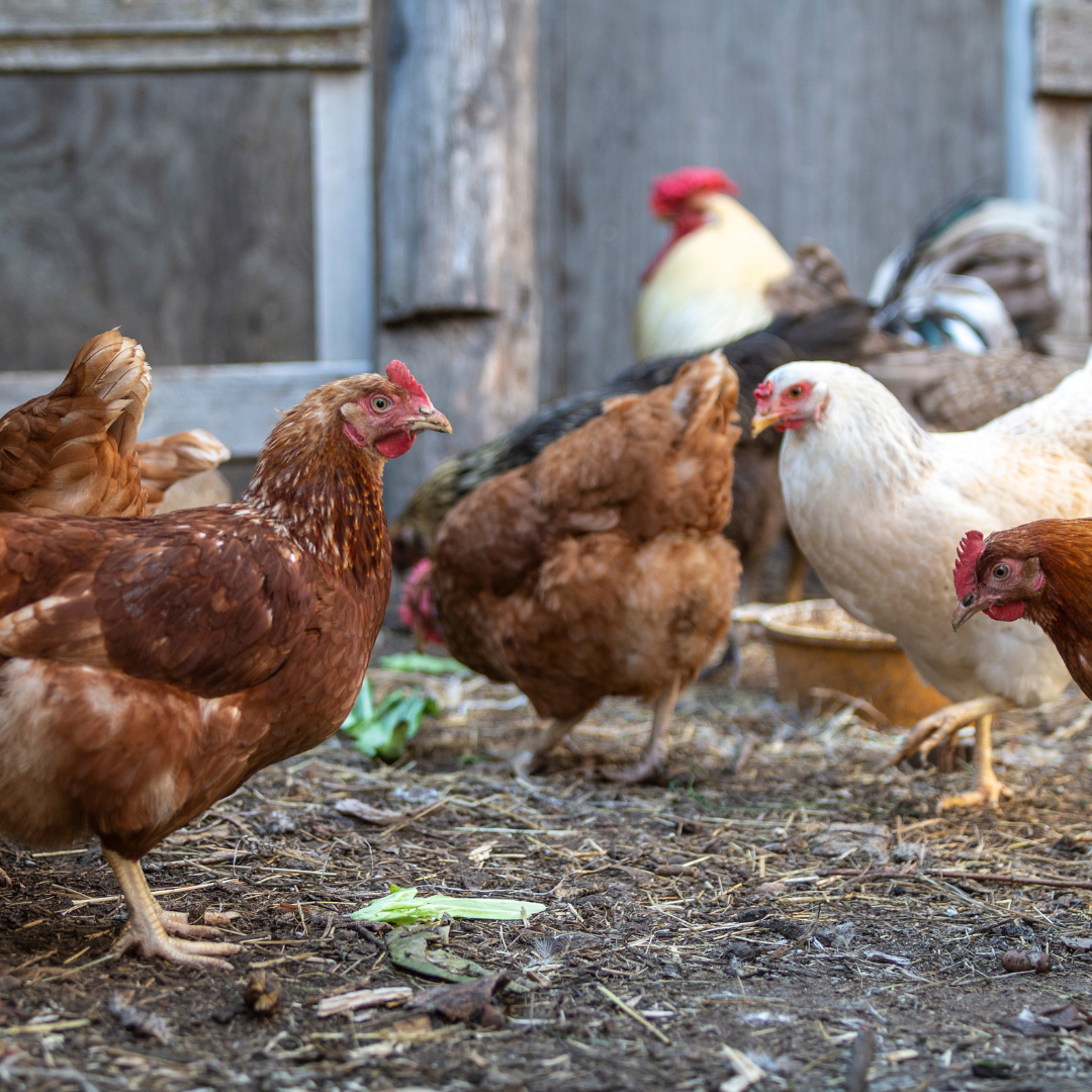 preço frango caipira vivo