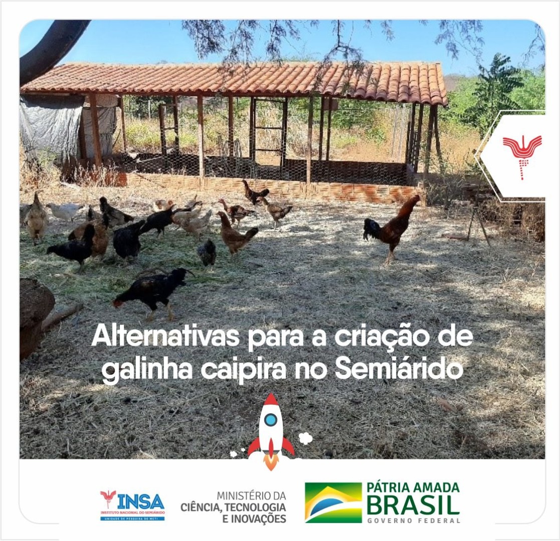 valor ovo caipira certificado