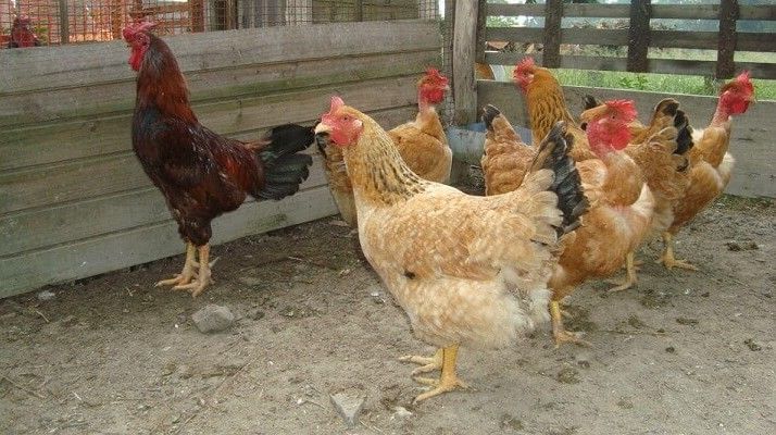 rendimento criação galinha caipira