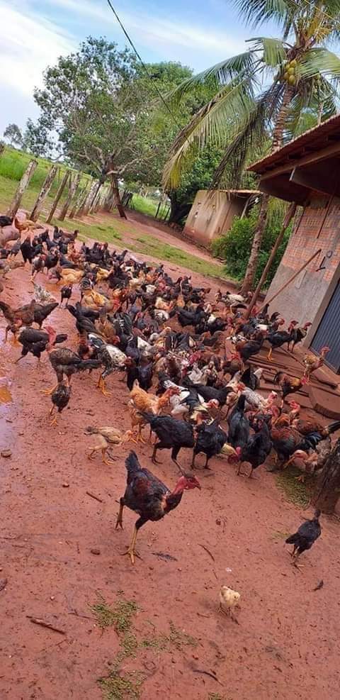 custo ração galinha caipira