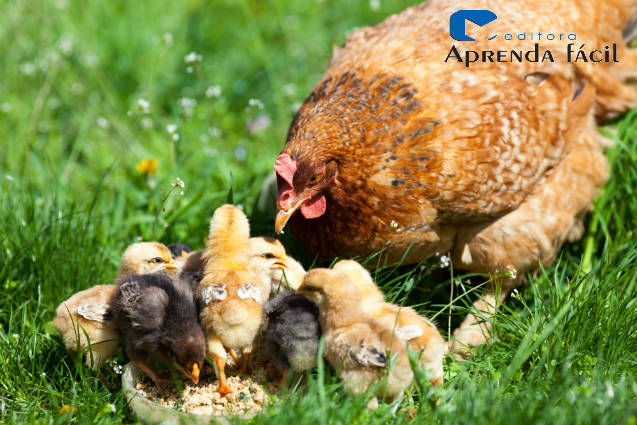 instalações galinheiro caipira