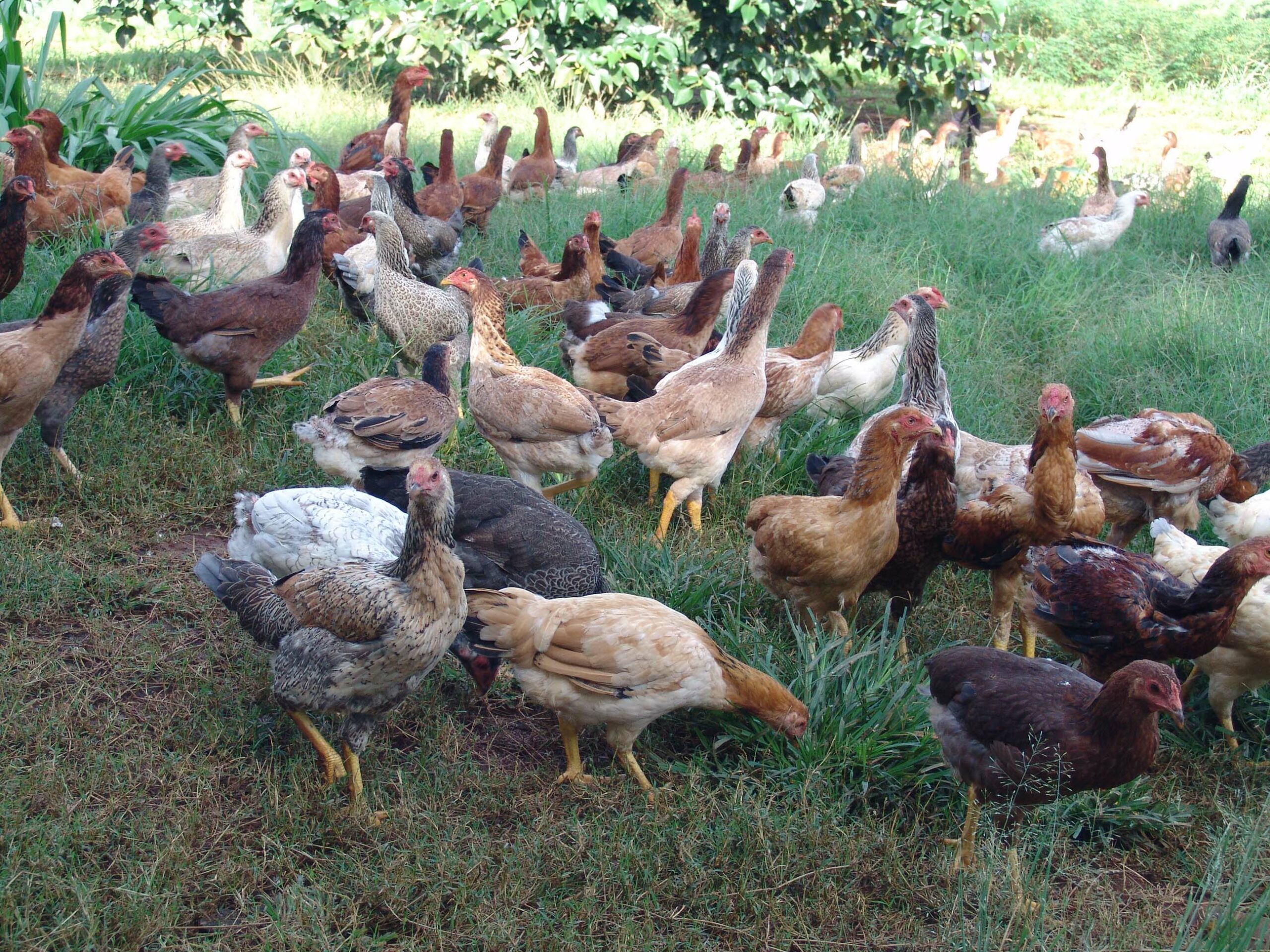 lucratividade galinha caipira