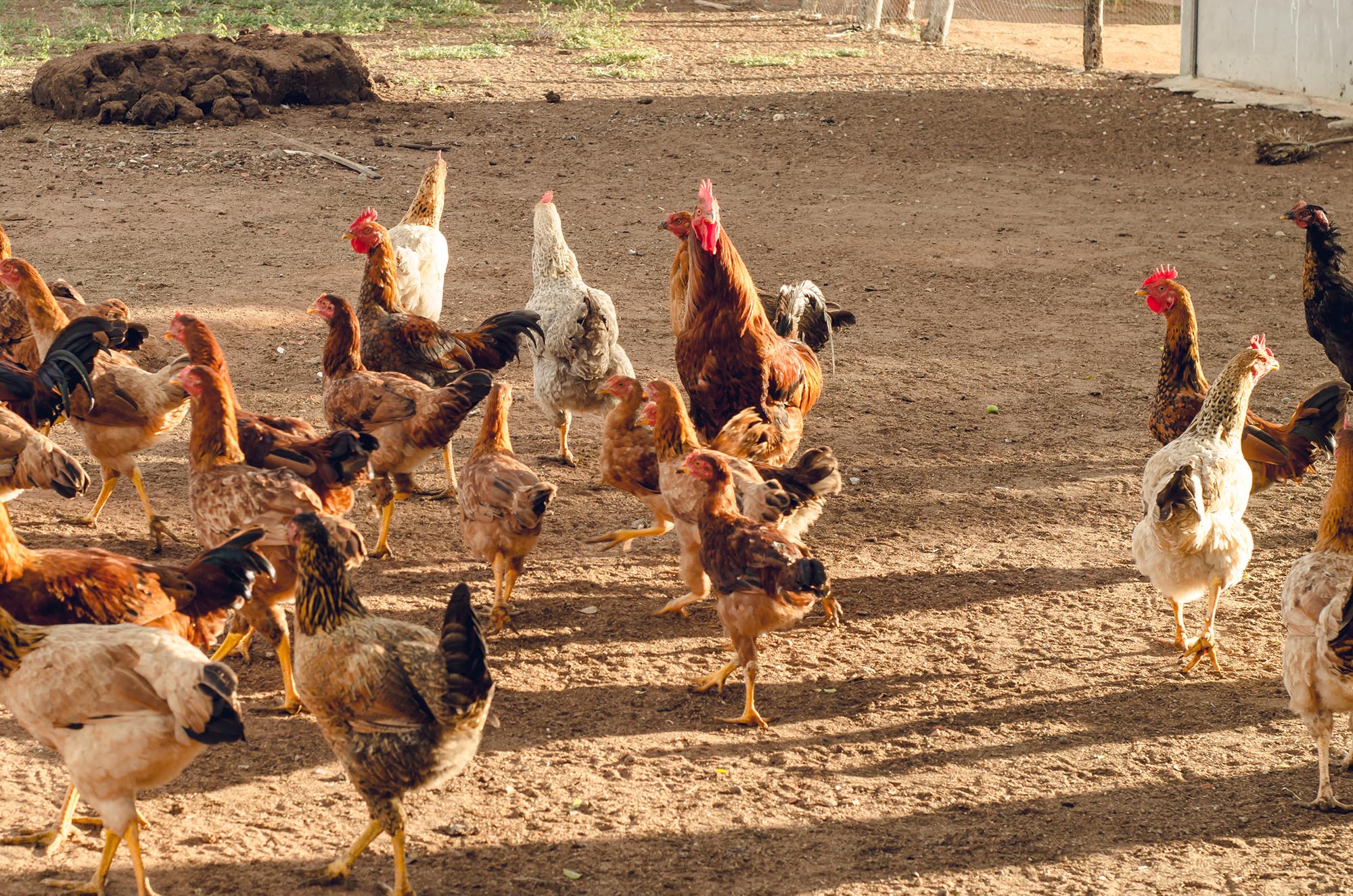 custo criação galinha caipira