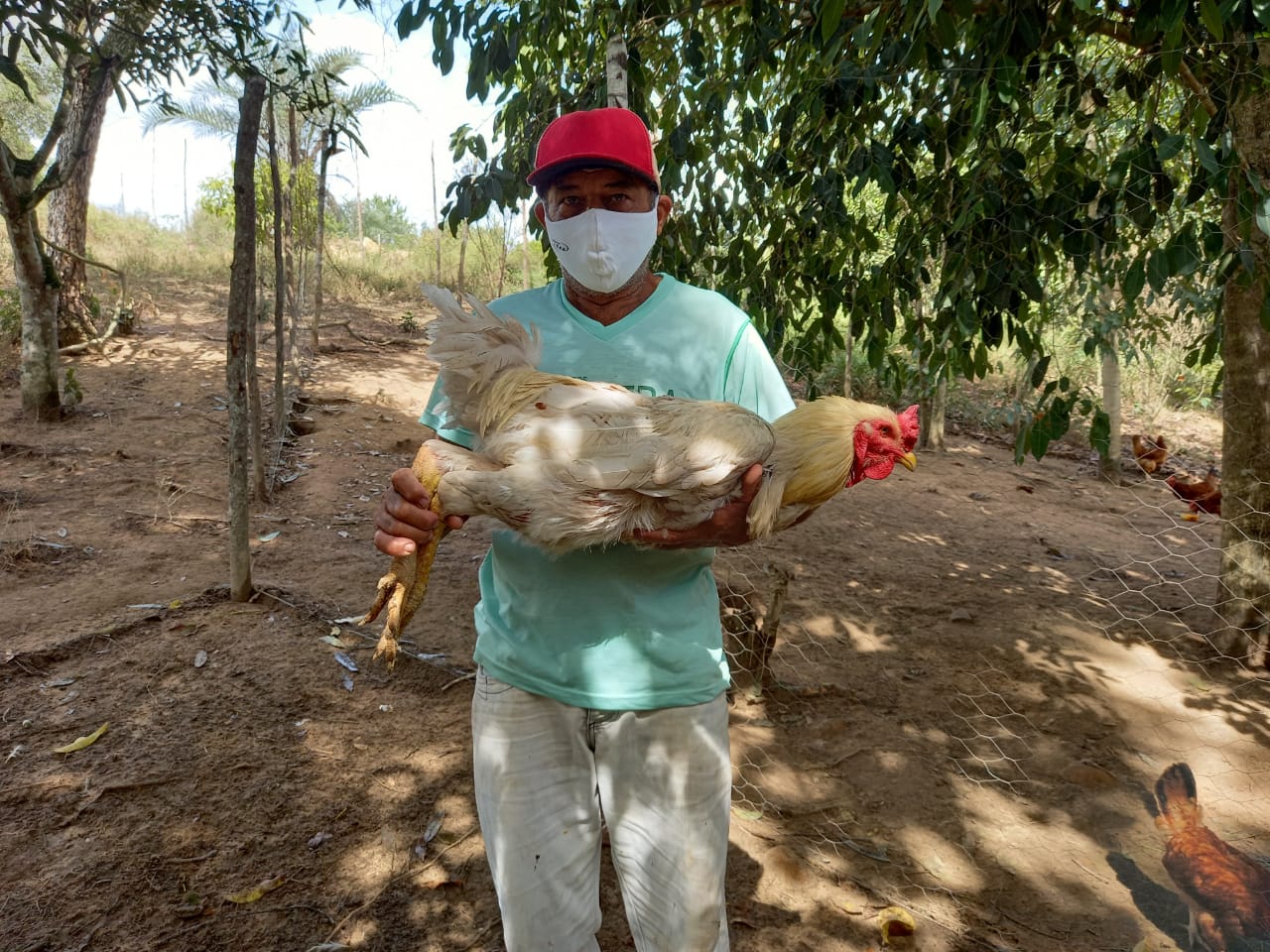 lucratividade galinha caipira