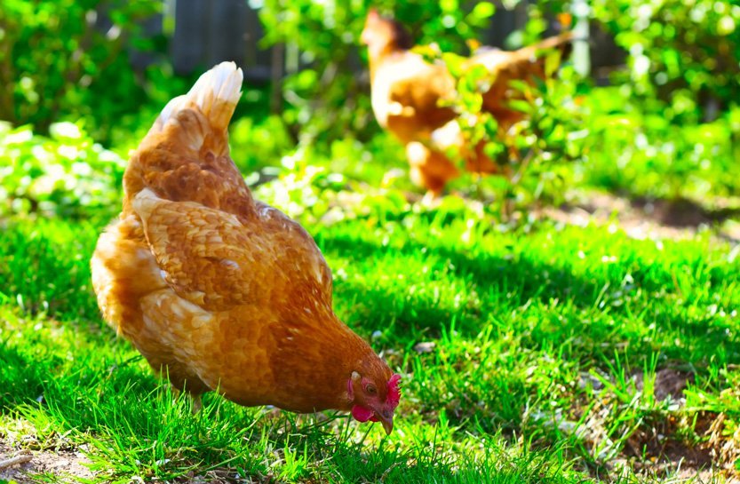 preço frango caipira vivo