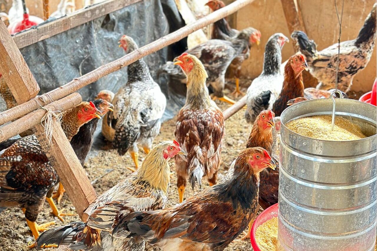 investimento galinha caipira