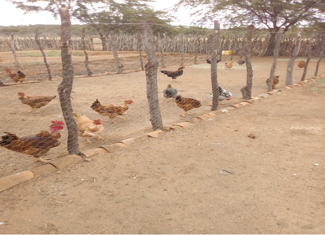 valor ovo caipira certificado