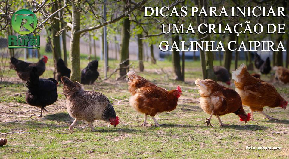 custo ração galinha caipira