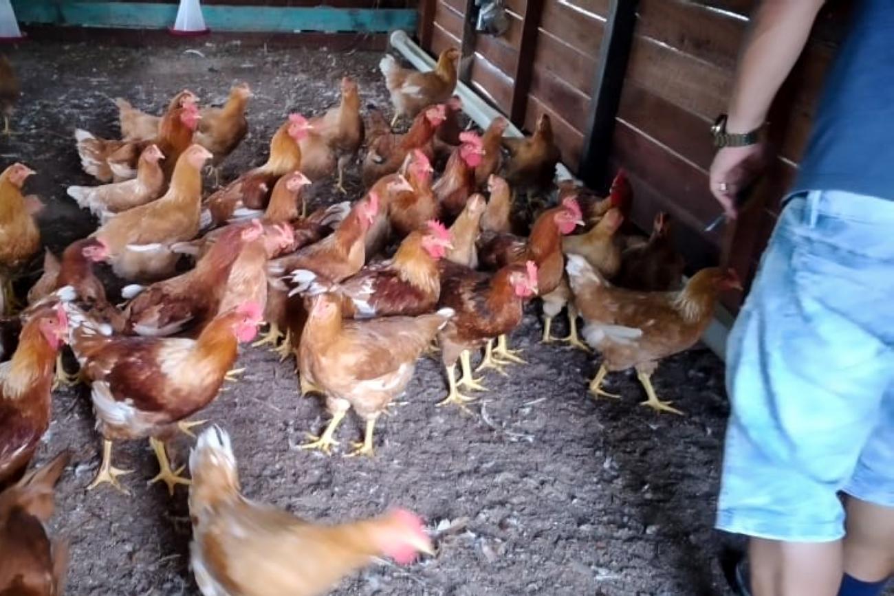 instalações galinheiro caipira