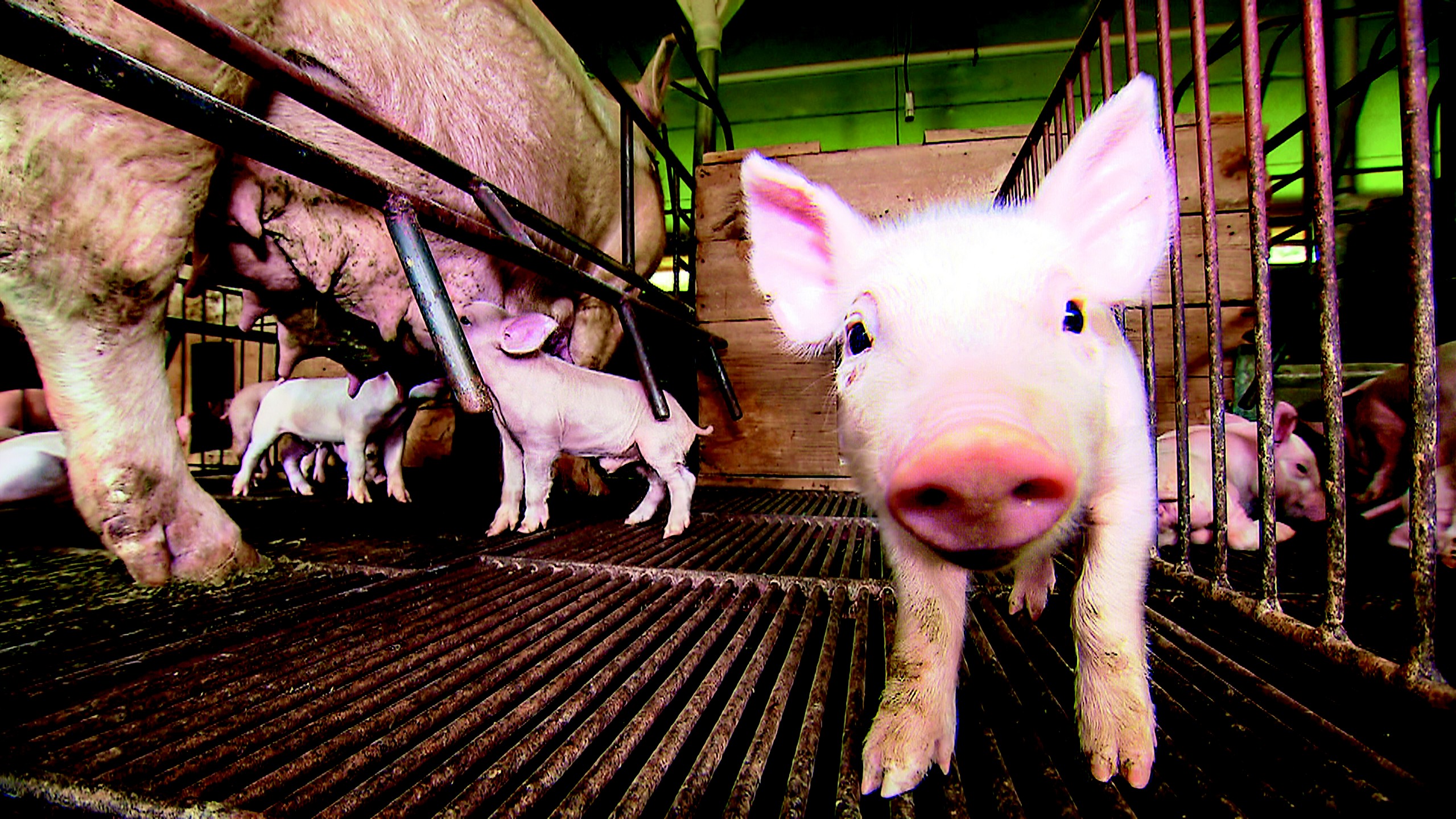 Manejo Reprodutivo de Porcas: Do Cio ao Desmame dos Leitões