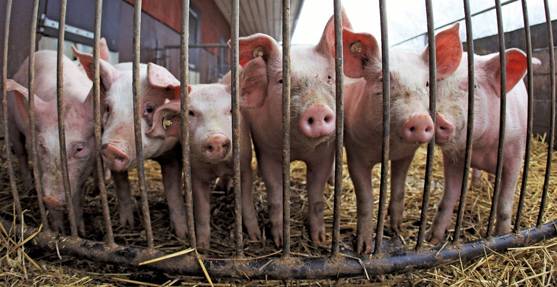 Reduzindo Custos na Suinocultura: Alternativas de Alimentação e Boas Práticas