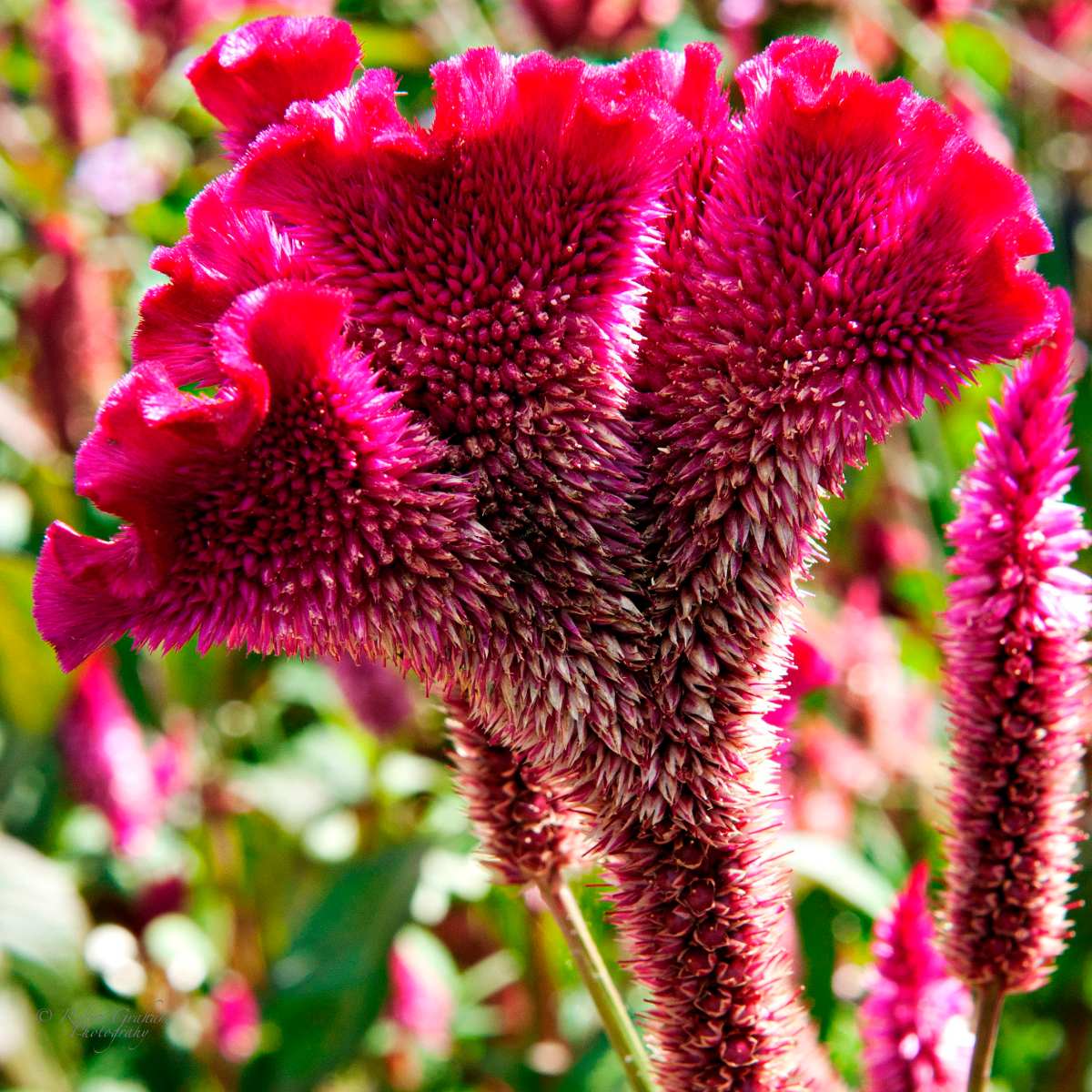 Celosia