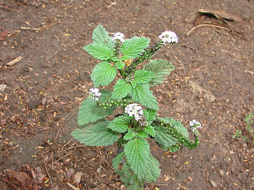 Jardinagem
