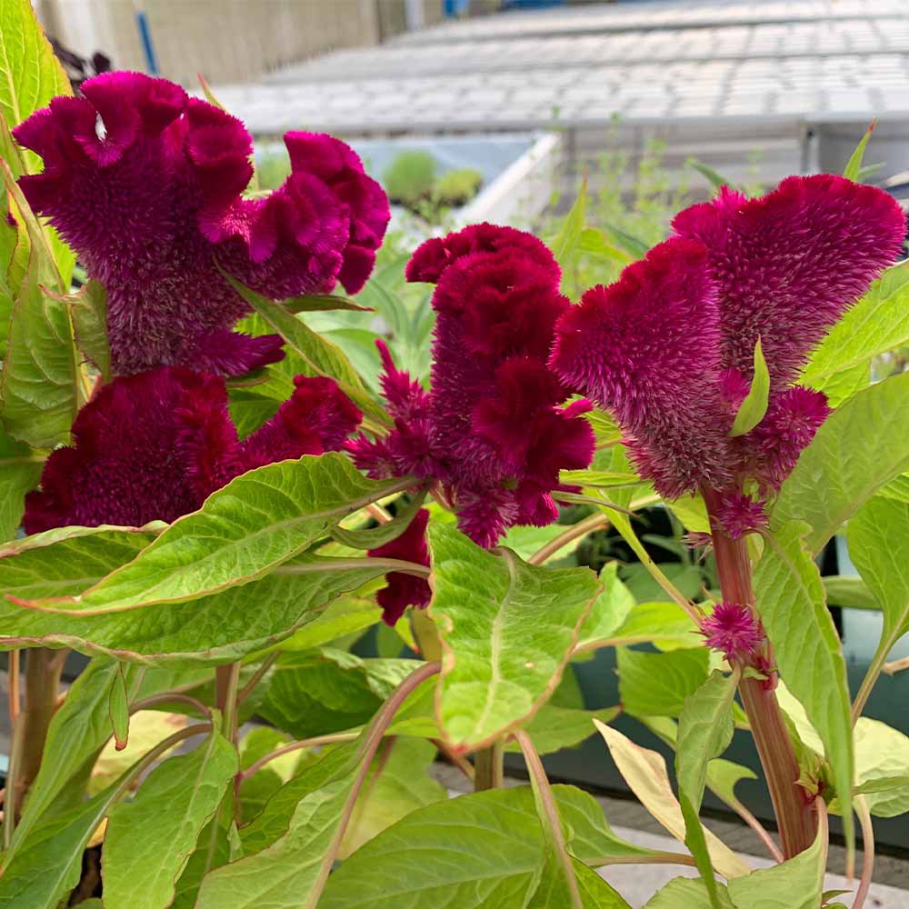 Cultivo de flores
