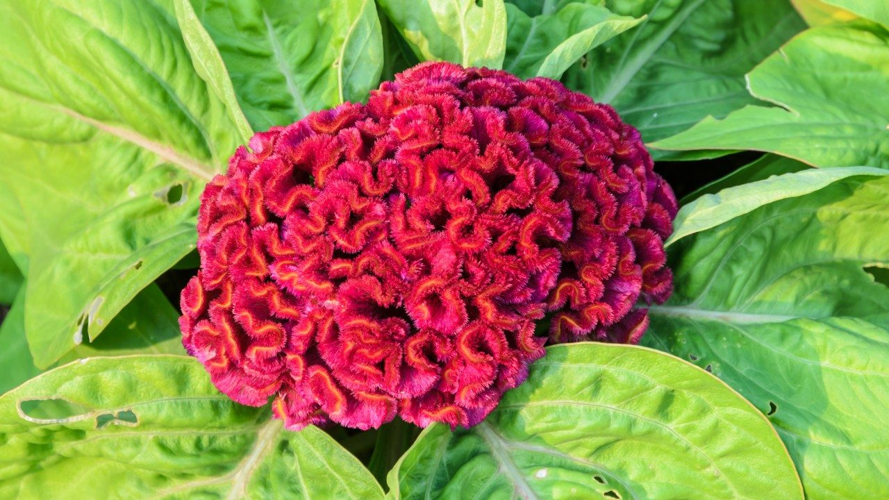 Celosia argentea