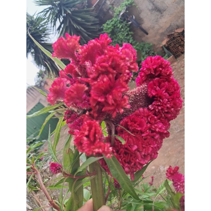 Celosia cristata