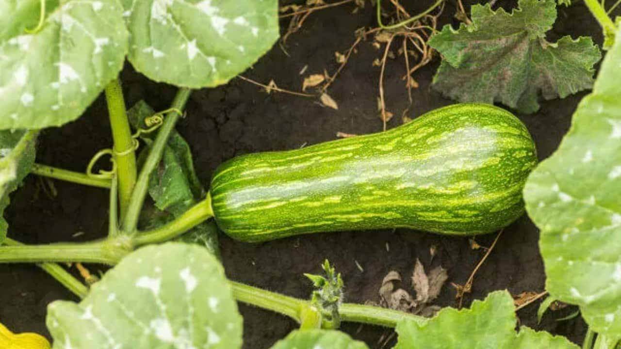 cultivo de abobrinha