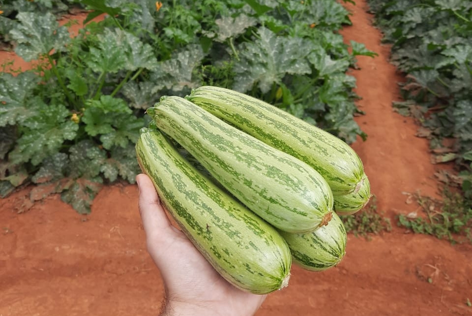 Guia Completo: Como Escolher o Vaso Ideal para Plantar Abobrinha em Apartamentos