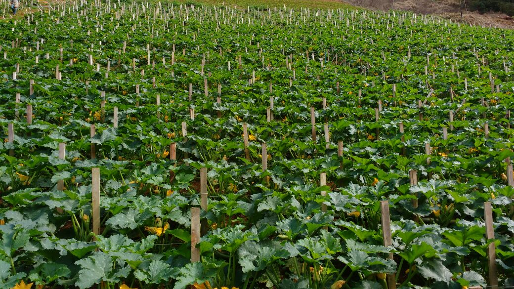 Desvendando os Segredos da Adubação para Abobrinhas Gigantes e Saudáveis