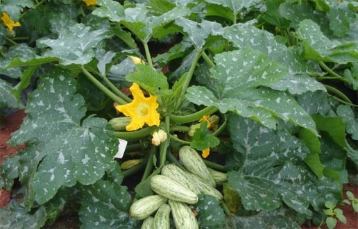 Abobrinha em Casa: Calendário de Plantio por Região do Brasil para Colheita Abundante