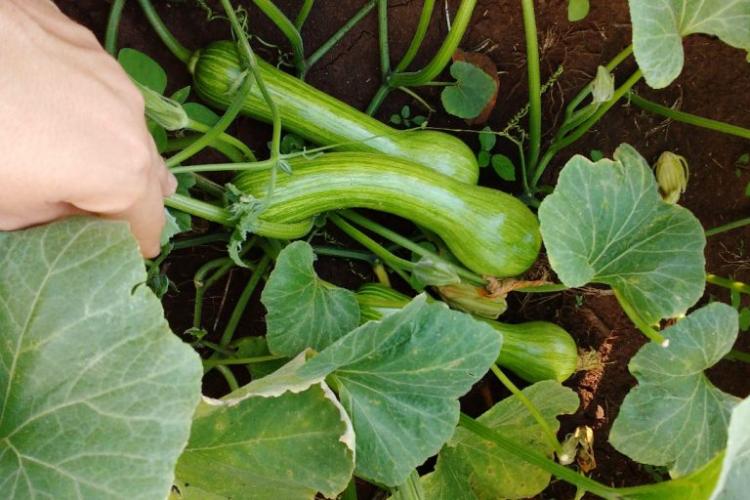 Polinização da Abobrinha: Dicas Essenciais para Aumentar Sua Produção