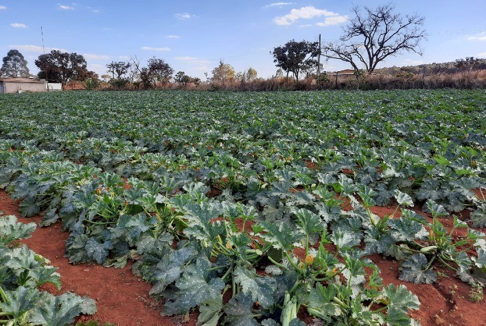 cultivo de abobrinha