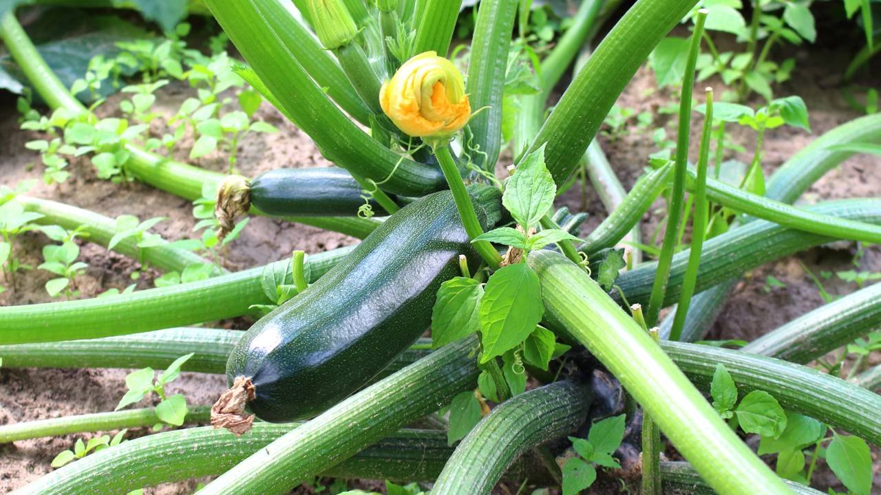Guia Completo: Como Escolher o Vaso Ideal para Plantar Abobrinha em Apartamentos