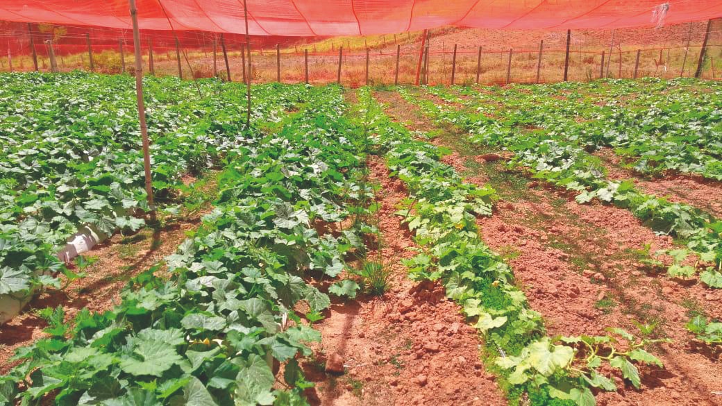 Desvendando os Segredos da Adubação para Abobrinhas Gigantes e Saudáveis