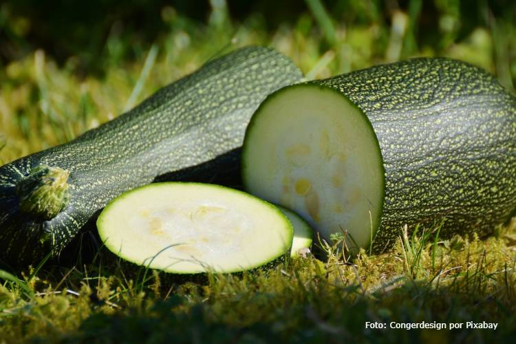 Abobrinha em Casa: Calendário de Plantio por Região do Brasil para Colheita Abundante